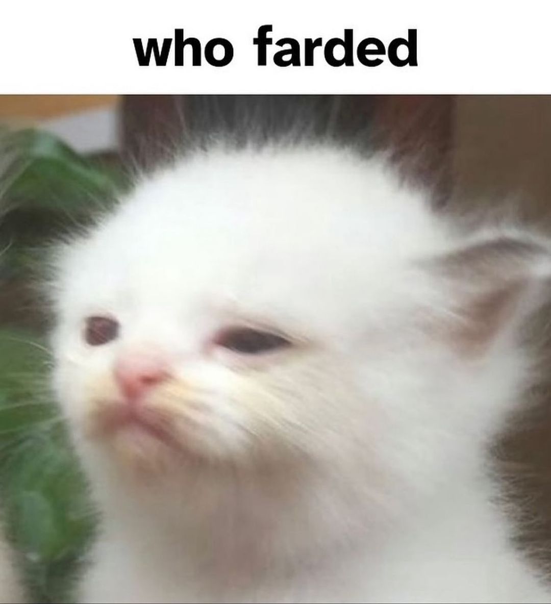 who farded