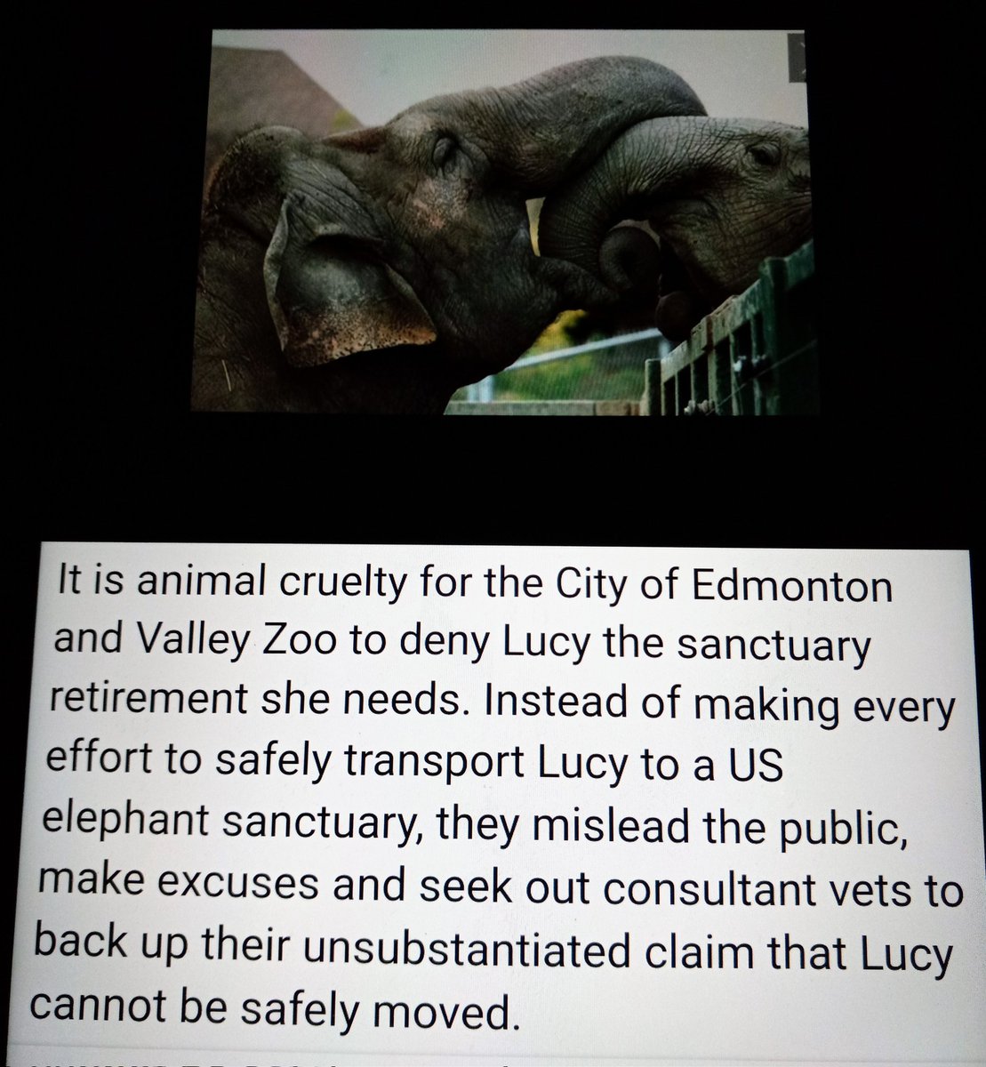 Stacy09804068's tweet image. #Lucy could have the same healing as #Nosey in TES Sanctuary. If the #Yegzoo would see Lucy as a sentient being that has wants &amp;amp; needs. Elephants do not prefer people over their own kind. #FreeLucy @CityofEdmonton