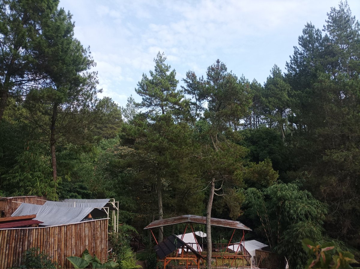 republic of celenstonia tweet media