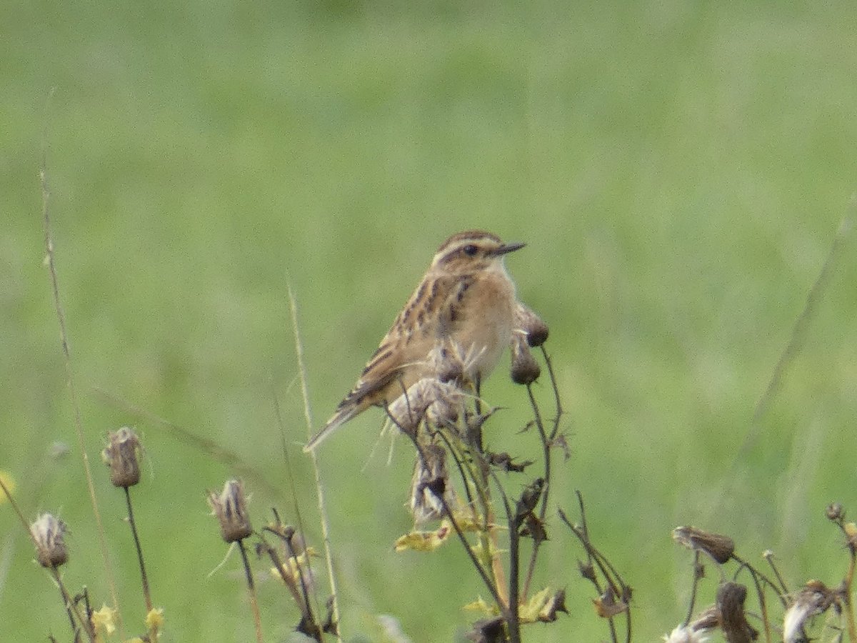 Chris4Patches's tweet photo. After a night of farming celebrations and presentations at Hunnington Parish Council (more on that later) it was great to follow it up with a memorable morning @BibbeysWildFarm 

Highlights: 1st 2 Snipe, 2 Whinchat , Stonechat and a significant late show of butterflies 😎 https://t.co/KReNl4Doxv