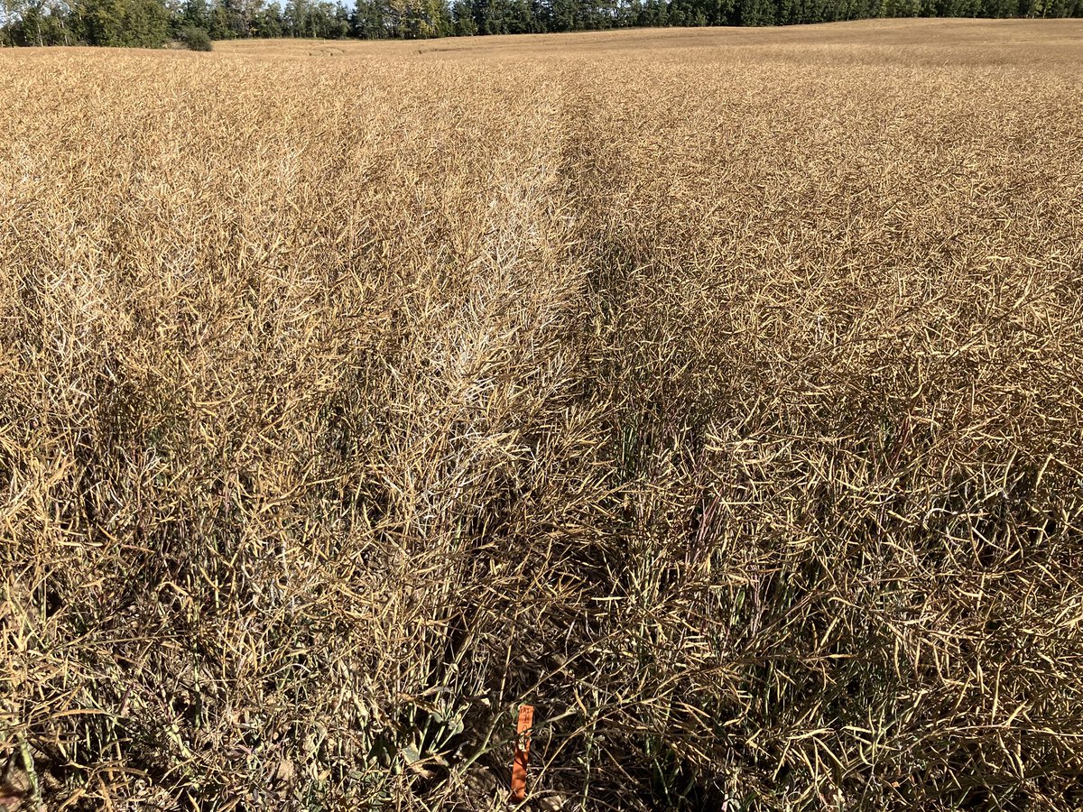 Interesting the one on the left is a straight cut plus and the one on the right is an InVigor , as harvested goes on we’re seeing more and more differences. Look @ InVigorresults.ca