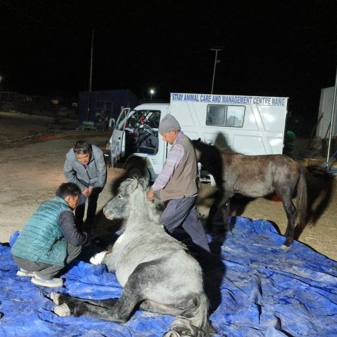 LiveToLoveIntl's tweet photo. Last week, @live2rescue responded to a hit-and-run involving two horses. While the mother sadly didn't survive, her foal is on the road to recovery despite a fractured leg. Our on-ground team is dedicated to giving this little one the best chance at a full and healthy life. https://t.co/1WV5KZcvLe