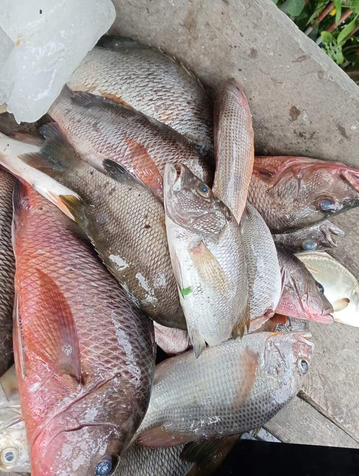 Ali_Akbar28_'s tweet photo. Rabu(24/9), Ali Akbar, Luhkan Tana tidung, KUB Tungku Dacing, Ds Tengku Dacing, melaporkan tangkapan Kakap Merah, Gill Net, selasa 1 Septmber, Sebanyak 50kg , harga jual, 50.000/Kg #GiatLuhkanSatminkalBitung #Tanatidung #Tangkap https://t.co/vxpF7oIeXe