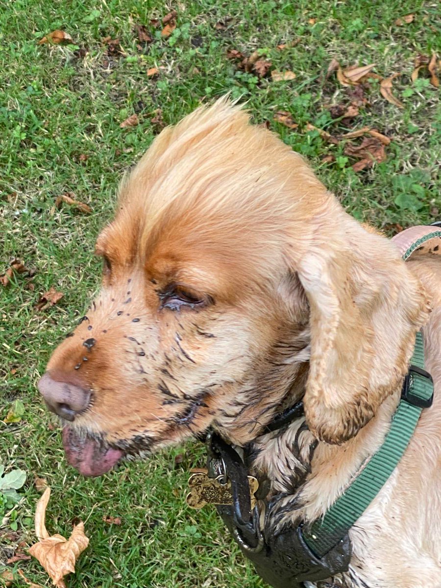 Ginny McGinFace 🐾🌻🇺🇦 tweet media