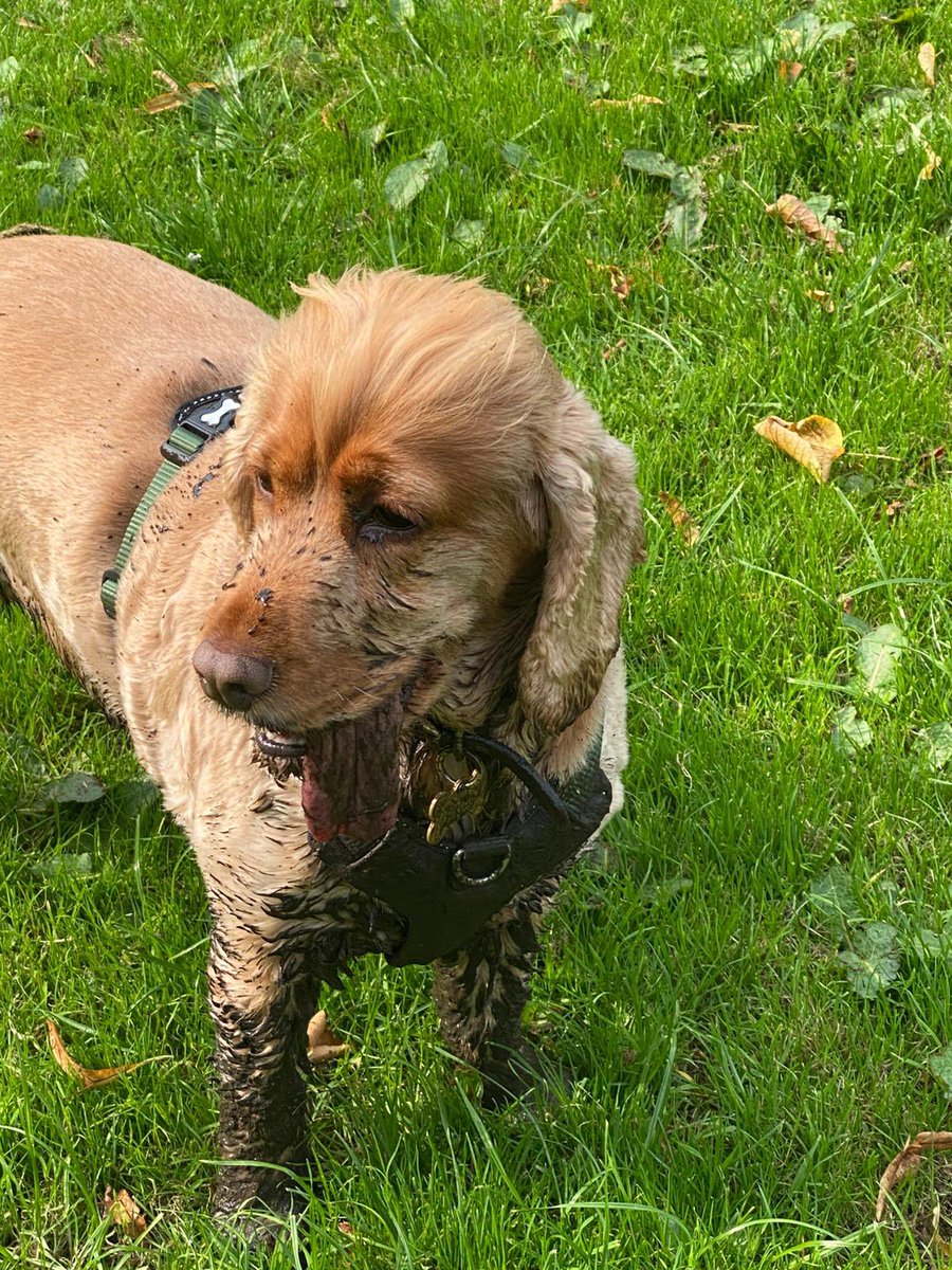 Ginny McGinFace 🐾🌻🇺🇦 tweet media