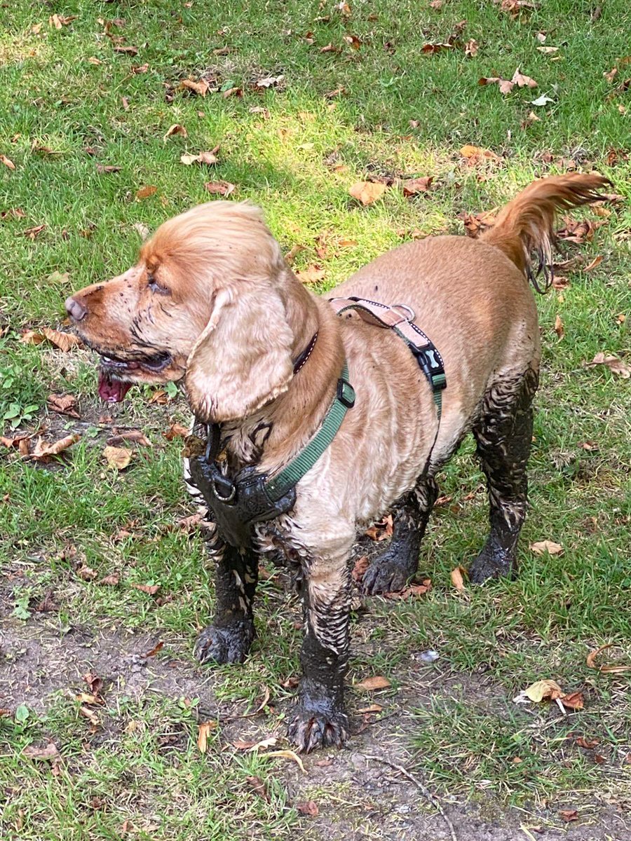 Ginny McGinFace 🐾🌻🇺🇦 tweet media