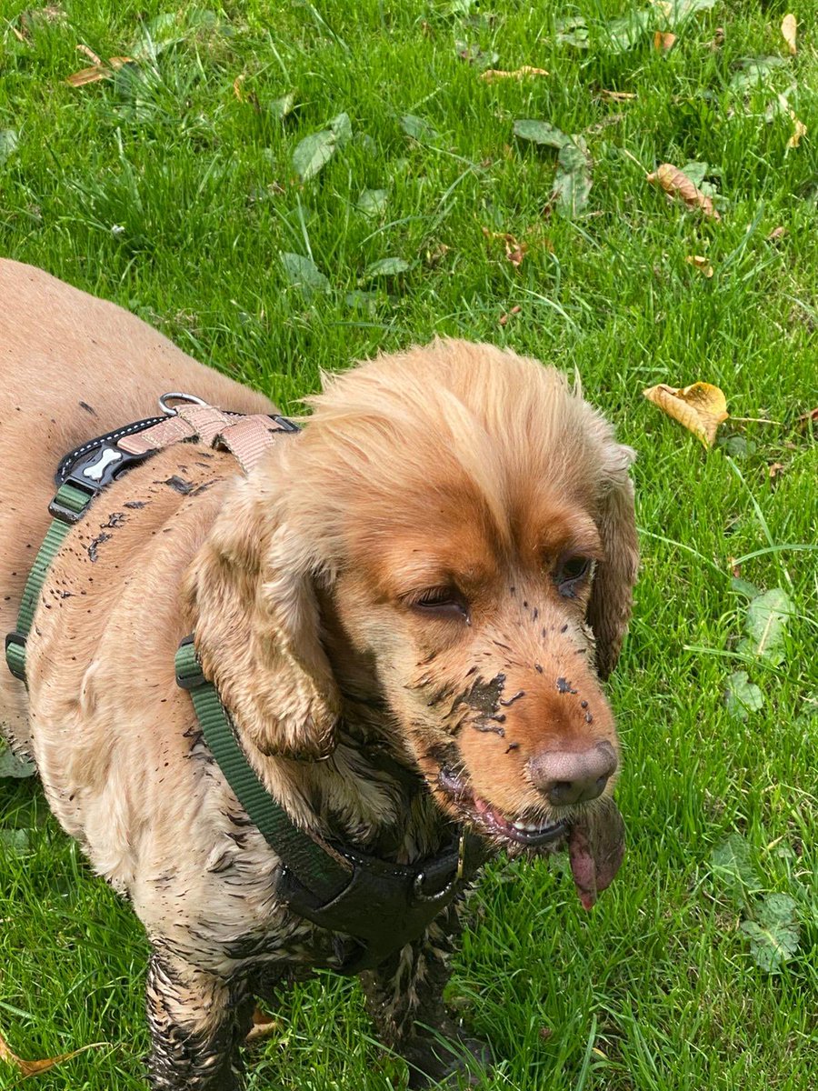 Ginny McGinFace 🐾🌻🇺🇦 tweet media