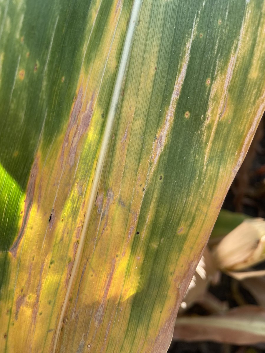 BrentLarson tweet media