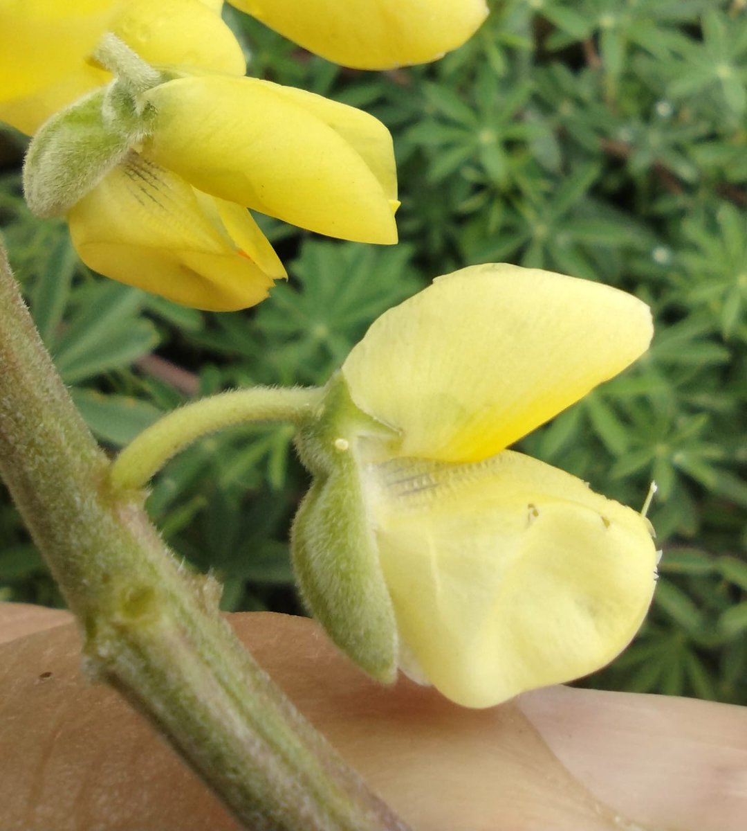 cloudedyellows's tweet photo. Gary Holderness has just found what looks like a Long-tailed Blue egg on Tree Lupin at Southbourne. In the same area as the Long-tailed Blue butterflies were seen. He did not have a  macro lens. Wonder if this can be confirmed. Are Lupins sometimes  used? @ukbutterflies https://t.co/jYsy5a4hlc