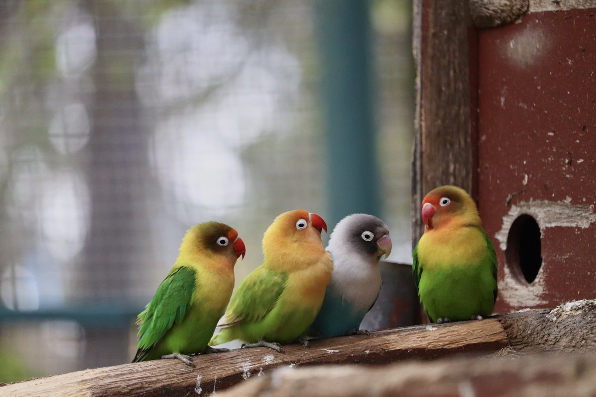 ブルーボタンインコ