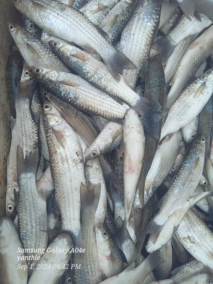 Ali_Akbar28_'s tweet photo. Rabu(28/8), Ali Akbar, Luhkan Tana tidung, KUB Imbaya Taka, Ds Tanah Merah Barat, melaporkan tangkapan Belanak, Senangin Gill Net, Senin 17 Sept, Sebanyak 80kg , harga jual, 35.000/Kg #GiatLuhkanSatminkalBitung #Tanatidung #Tangkap https://t.co/j6erKpE7kb
