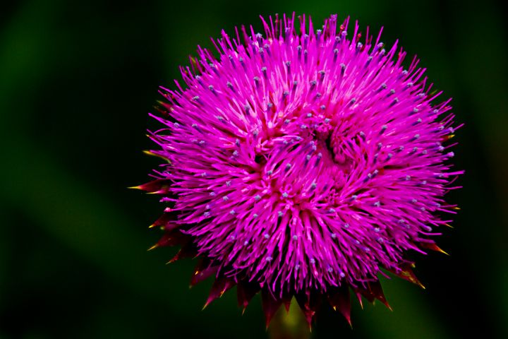 BlockFineArt's tweet photo. Art of the Day: "Thistle". Buy at: https://t.co/gpd5PKe1yR https://t.co/GYG5uEvzdH