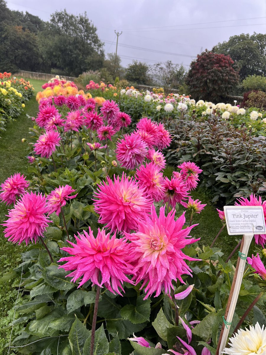 TheJSheppard's tweet photo. Whistle stop tour to #hallsofheddon Great display given the time of year and wet conditions. Plenty of #peatfree compost on offer too. https://t.co/hE0Yy6y3Qz