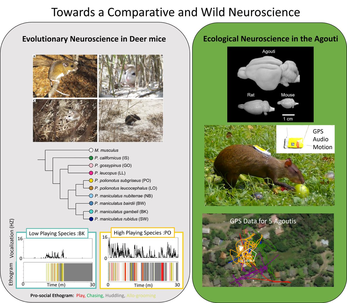 Nacho Sanguinetti🥸 (@neuroetho) on Twitter photo 🚨 student job alert 🚨 Excited to post my first ad for the lab looking for a Research Specialist <a href="/PennSAS/">Penn Arts & Sciences</a> ( RA or Lab manager open to both profiles). Neuro of flexible behaviors, play in the lab, wild rodents in Panama! Please share! RT tinyurl.com/Nachos and 🚨 student job alert 🚨 Excited to post my first ad for the lab looking for a Research Specialist <a href="/PennSAS/">Penn Arts & Sciences</a> ( RA or Lab manager open to both profiles). Neuro of flexible behaviors, play in the lab, wild rodents in Panama! Please share! RT tinyurl.com/Nachos and