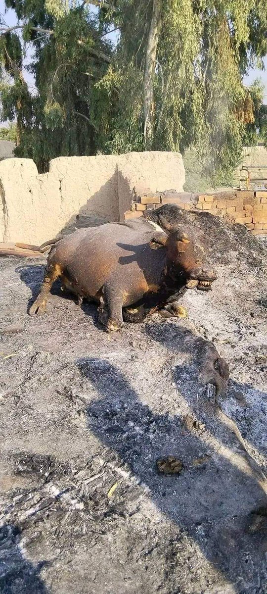 سندھ میں اونٹ کی ایک پاؤں کاٹ دیا گیا پاکستانی میڈیا نے آسماں سر پر اٹھایا تھا۔۔ آج  شمالی وزیرستان میرعلی میں مکمل مال منڈی زندہ جلائی گئی کہیں کسی کو احساس بھی ہوگا ؟؟ باقی جانی مالی نقصانات تو الگ بات ہے😭😭😭