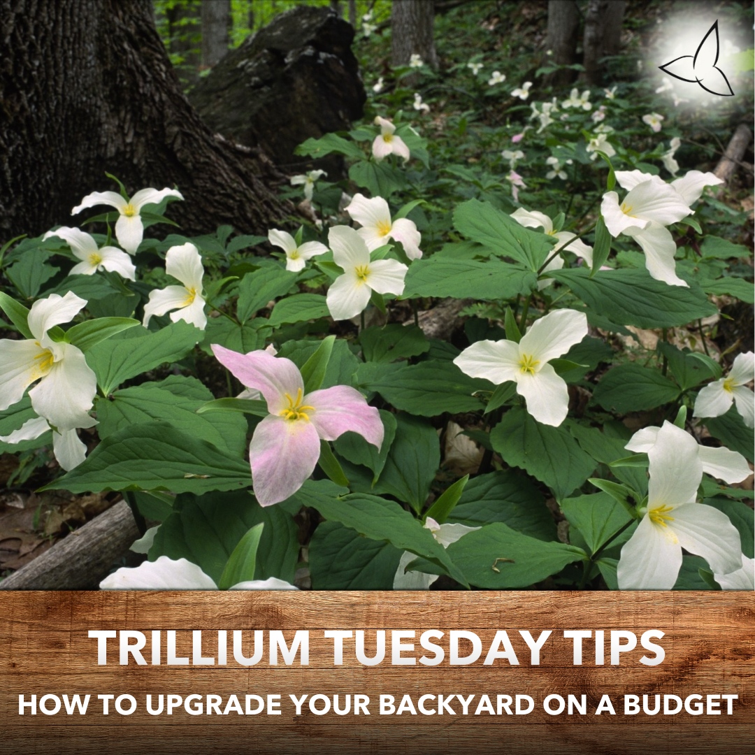 trilliumteam's tweet image. Trillium Tuesday Tips: How to Upgrade Your Backyard on a Budget 🌺

Try adding pops of colour, DIYing hanging planters, adding pillows to furniture, making a fire pit, buying perennials, and adding outdoor lighting for ambiance! 

#TrilliumTuesdayTips #tips #backyarddecor