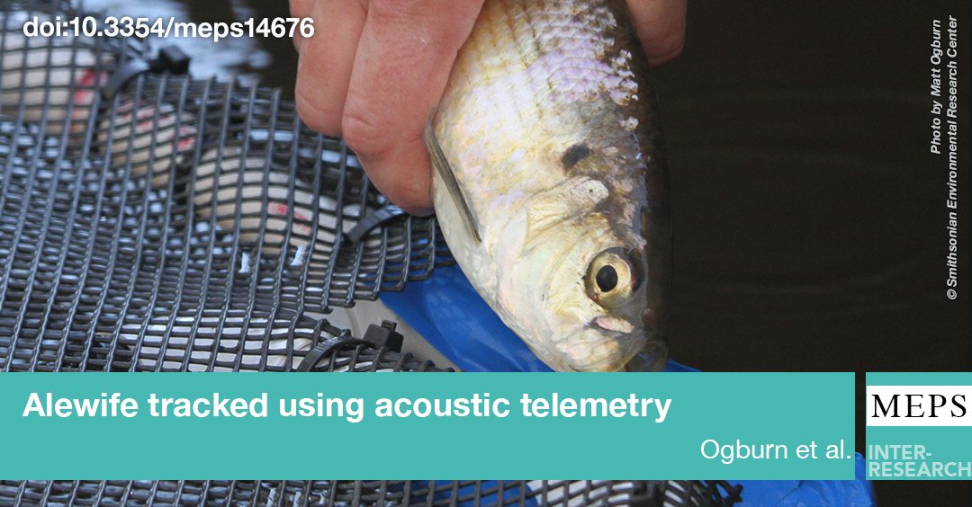 New study led by <a href="/OceanOgburn/">Matt Ogburn</a> documents the first full annual migration cycle of #alewife from Chesapeake Bay. <a href="/SERCfisheries/">SERC Fisheries Conservation Lab</a> @SmithsonianENV <a href="/NBFurey/">Nathan B Furey</a>
bit.ly/meps_745_115
