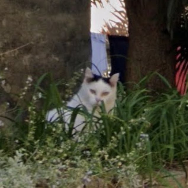 I know this cat from Rome is my pfp but I think it’s time to give another street view cat its time to shine…