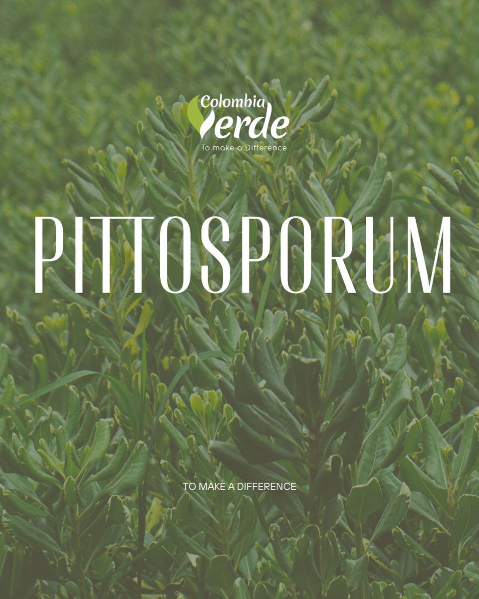 ColombiaVerde_1's tweet photo. PITTOSPORUM Su follaje presenta un hermoso patrón variegado que puede incluir tonos de verde, crema y amarillo, lo que lo hace destacar.

#pittosporum #follaje #foliage #colombiaverde #ruscus #coculos #bouquet #verdes #exportacion #exporflorecuador2024 #proflora2025 https://t.co/Nx1AACWEOK