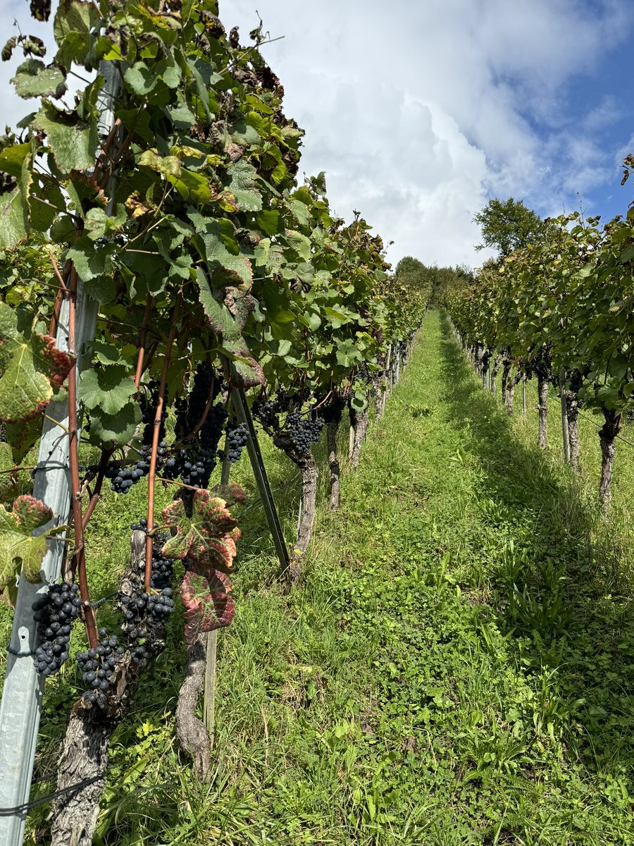 Just north of Kloten, fine roads, quiet &amp; busy with bikes (the UCI World Championships are in town) Swiss wine country 🍇🚴‍♀️