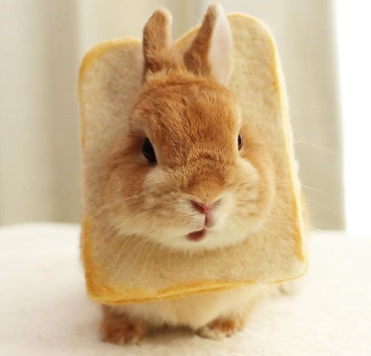 yujin as bun ♡ tweet media