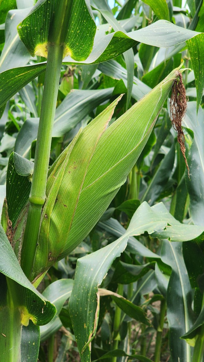 Osman Quero Perez tweet media