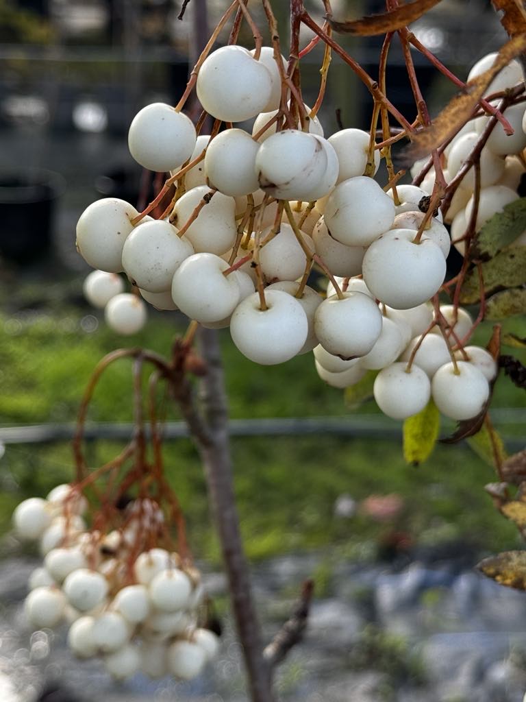 Bare Root Trees and Hedging - Early Bird, pre-order sale. Order now to save!
- mailchi.mp/f5bb6baf9c9f/b…