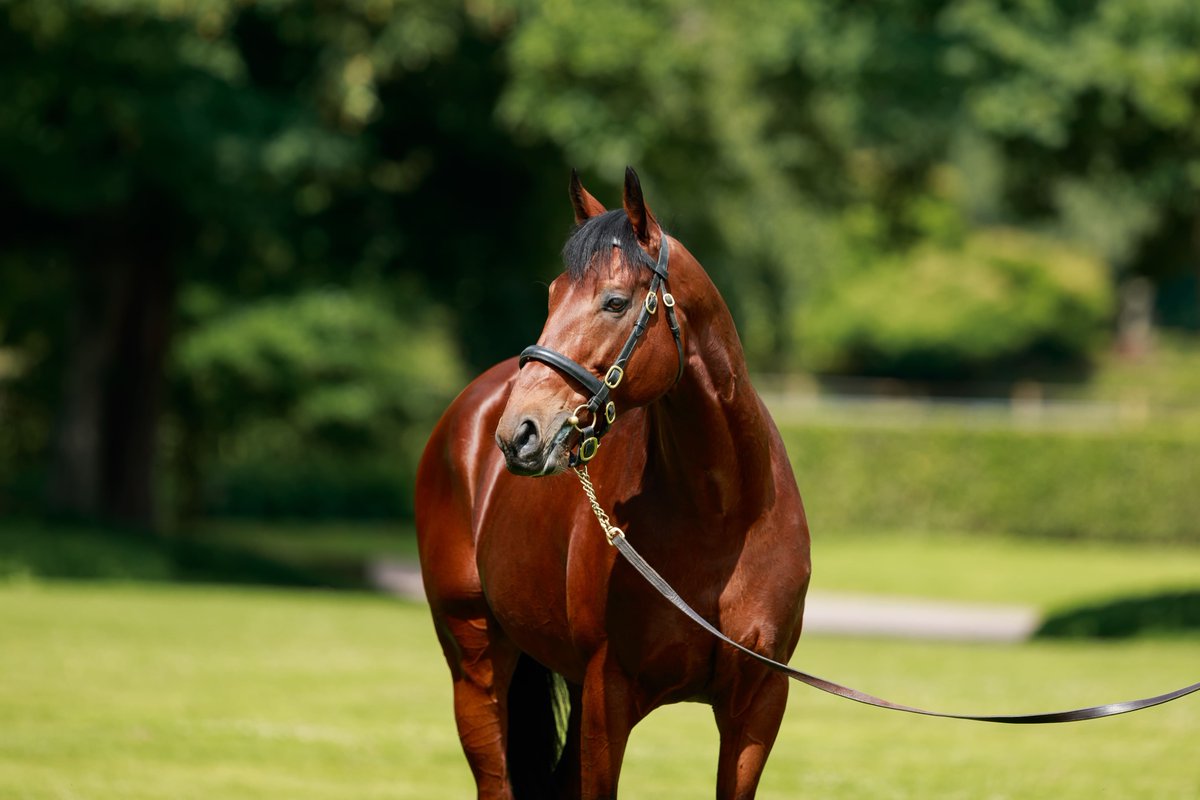 EBN (@bloodstocknews) on Twitter photo ๐ฅ New winner for <a href="/Haras_d_Etreham/">Haras d'Etreham</a>'s first-crop sire PERSIAN KING (pic <a href="/zuzanna_lupa/">Zuzanna Lupa</a>) ๐ฅ
๐ฅ THE TRICKSTER wins at <a href="/Beverley_Races/">Beverley Racecourse</a> for trainers <a href="/johnquinnracing/">Sean Quinn</a>. The 2YO colt was most recently purchased by Sean Quinn / Pythia Sports at the <a href="/InfoArqana/">ARQANA</a> <a href="/BrzUps/">Breeze Up Sales</a> Sale from <a href="/HydeStud/">Hyde Park Stud</a> ๐ฅ New winner for <a href="/Haras_d_Etreham/">Haras d'Etreham</a>'s first-crop sire PERSIAN KING (pic <a href="/zuzanna_lupa/">Zuzanna Lupa</a>) ๐ฅ
๐ฅ THE TRICKSTER wins at <a href="/Beverley_Races/">Beverley Racecourse</a> for trainers <a href="/johnquinnracing/">Sean Quinn</a>. The 2YO colt was most recently purchased by Sean Quinn / Pythia Sports at the <a href="/InfoArqana/">ARQANA</a> <a href="/BrzUps/">Breeze Up Sales</a> Sale from <a href="/HydeStud/">Hyde Park Stud</a>