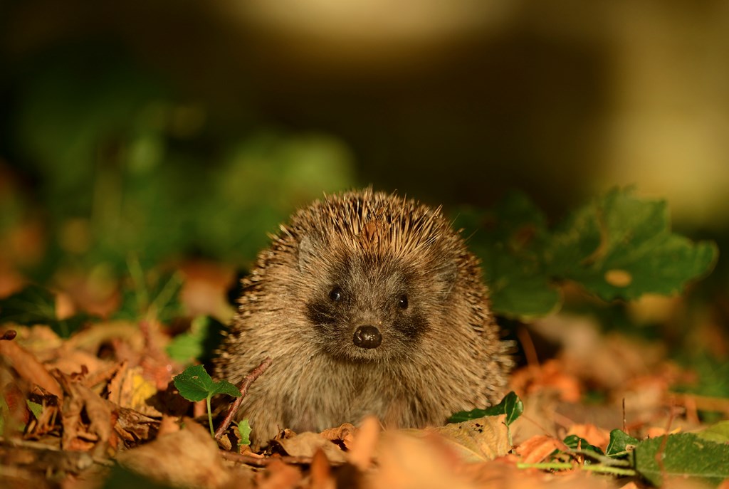 RSPB_Learning's tweet image. We are looking for signs of Autumn. Now it has officially arrived, have you found any signs of Autumn in your school grounds? 
#signsofautumn #learningthroughnature