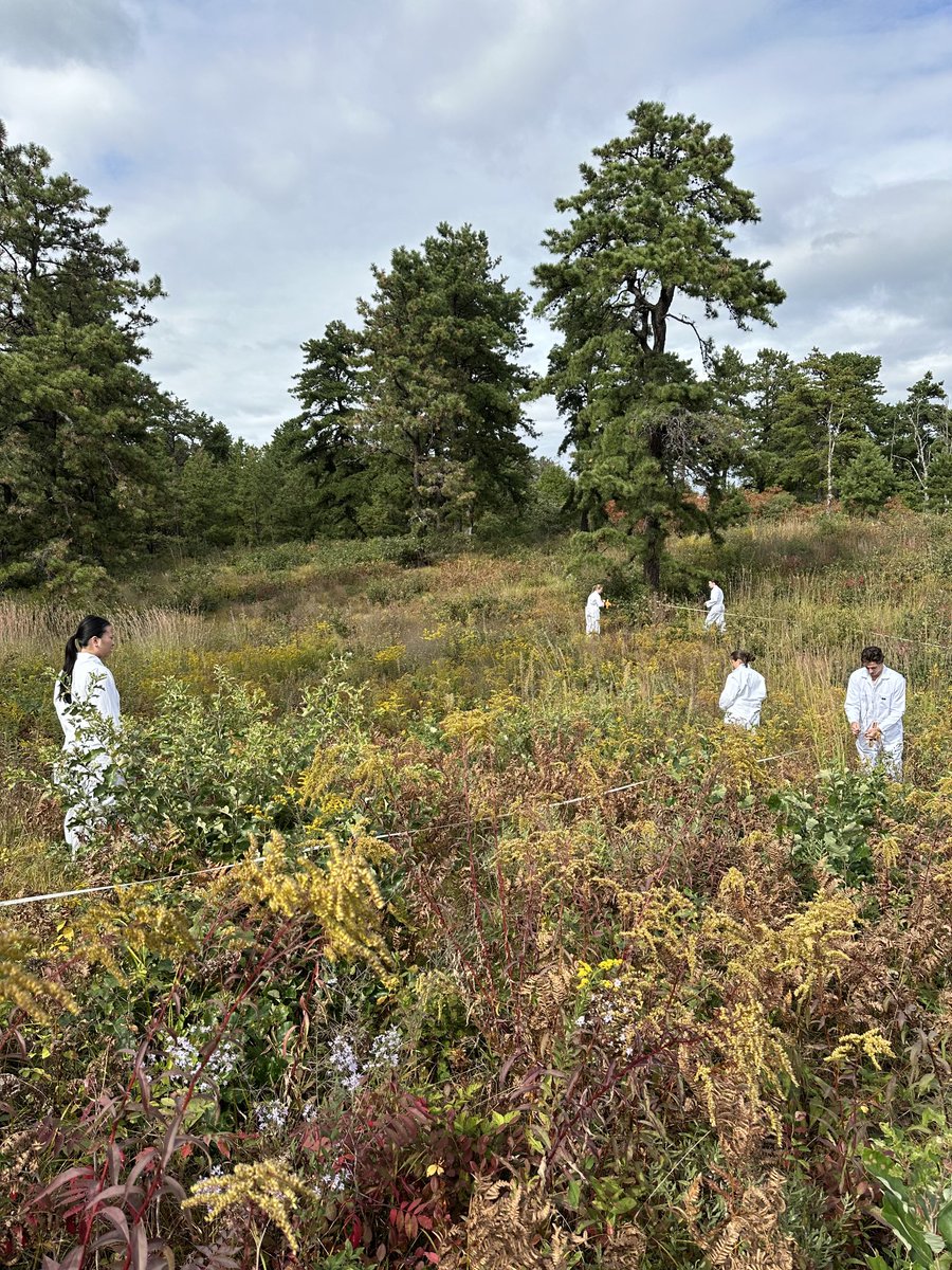 Jeff_d_corbin's tweet photo. What a great way to spend a class, surveying plants on a lovely day ⁦@AlbanyPineBush⁩ ⁦@UnionCollege⁩ https://t.co/qbVgnTFbdQ