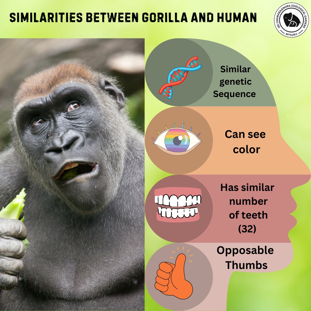 Mysuru Zoo (@mysore_zoo) on Twitter photo How much are we related? 🦍🤔 From our DNA to our emotions, the similarities between humans and gorillas are fascinating! If you know more, drop a comment! #GorillaVsHuman #SharedRoots #NatureConnection How much are we related? 🦍🤔 From our DNA to our emotions, the similarities between humans and gorillas are fascinating! If you know more, drop a comment! #GorillaVsHuman #SharedRoots #NatureConnection