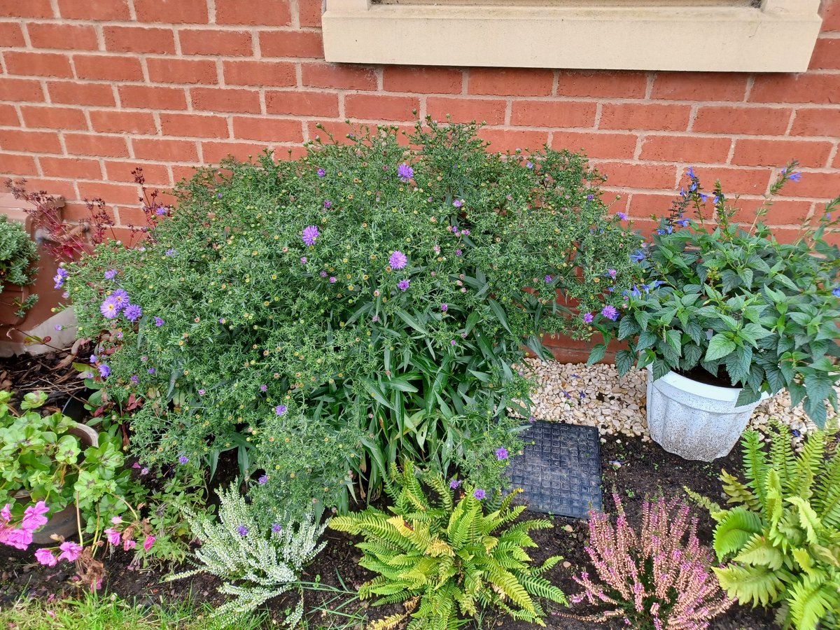 It's finally happening, the aster is starting to flower! That's about as exciting a Tuesday afternoon can get, right?! 🤪