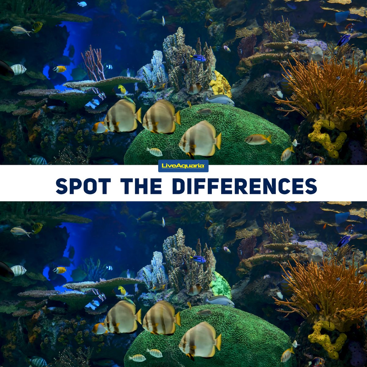 LiveAquaria's tweet image. 6 differences separate these underwater fantasies from one another. You may need to search every crook and cranny of these aquariums to find them all. Let us know: did you do it?
#spotthedifference #findthedifference #fishgame #fishfun #fishpic