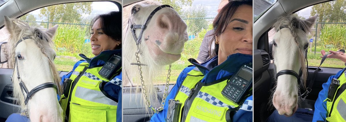 #Smeetlandsedijk #Lombardijen controleren collega’s de overlast locatie regelmatig mbt jongerenoverlast. Ze spraken daar bewoners die heel blij waren met de aandacht dat deze klachten kregen, zo ook een paard die even wilde groeten en zijn waardering wilde laten blijken😊^OS