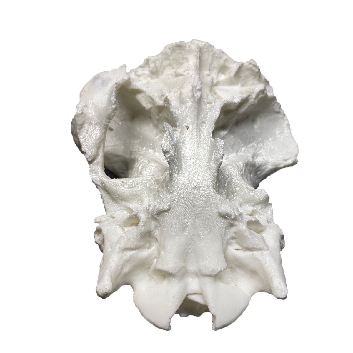 2/3 - Trabajo realizado para un Museo Escuela de la provincia de León, en Oseja de Sajambre, de una copia de un cráneo de animal. Está impreso en PLA+ y tratado y pintado por un profesional que lo dejó idéntico! #leon3d #3d #impresion3d #3dprinting #leonesp #replica #museo