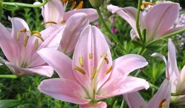 onlyyouforeveer's tweet photo. Lilies . https://t.co/zXX0D62p6R
