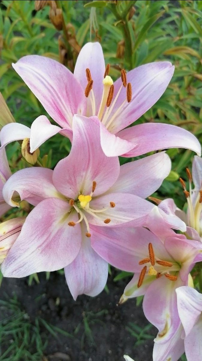 onlyyouforeveer's tweet photo. Lilies . https://t.co/zXX0D62p6R