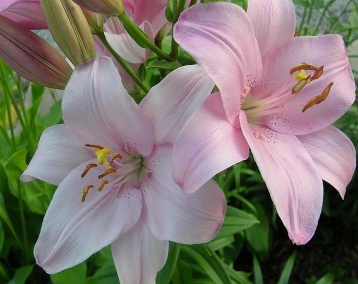 onlyyouforeveer's tweet photo. Lilies . https://t.co/zXX0D62p6R