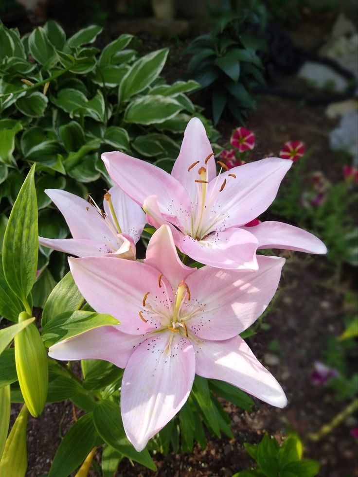 onlyyouforeveer's tweet photo. Lilies . https://t.co/zXX0D62p6R