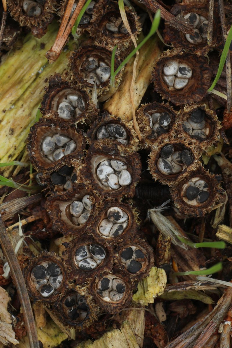 I photographed these tiny fungi on a pile of old woodchips on the Findhorn Hinterland yesterday. They are known as fluted bird's nest fungi (Cyathus striatus), because of the resemblance of the fruiting bodies to a bird's nest with several eggs in it.