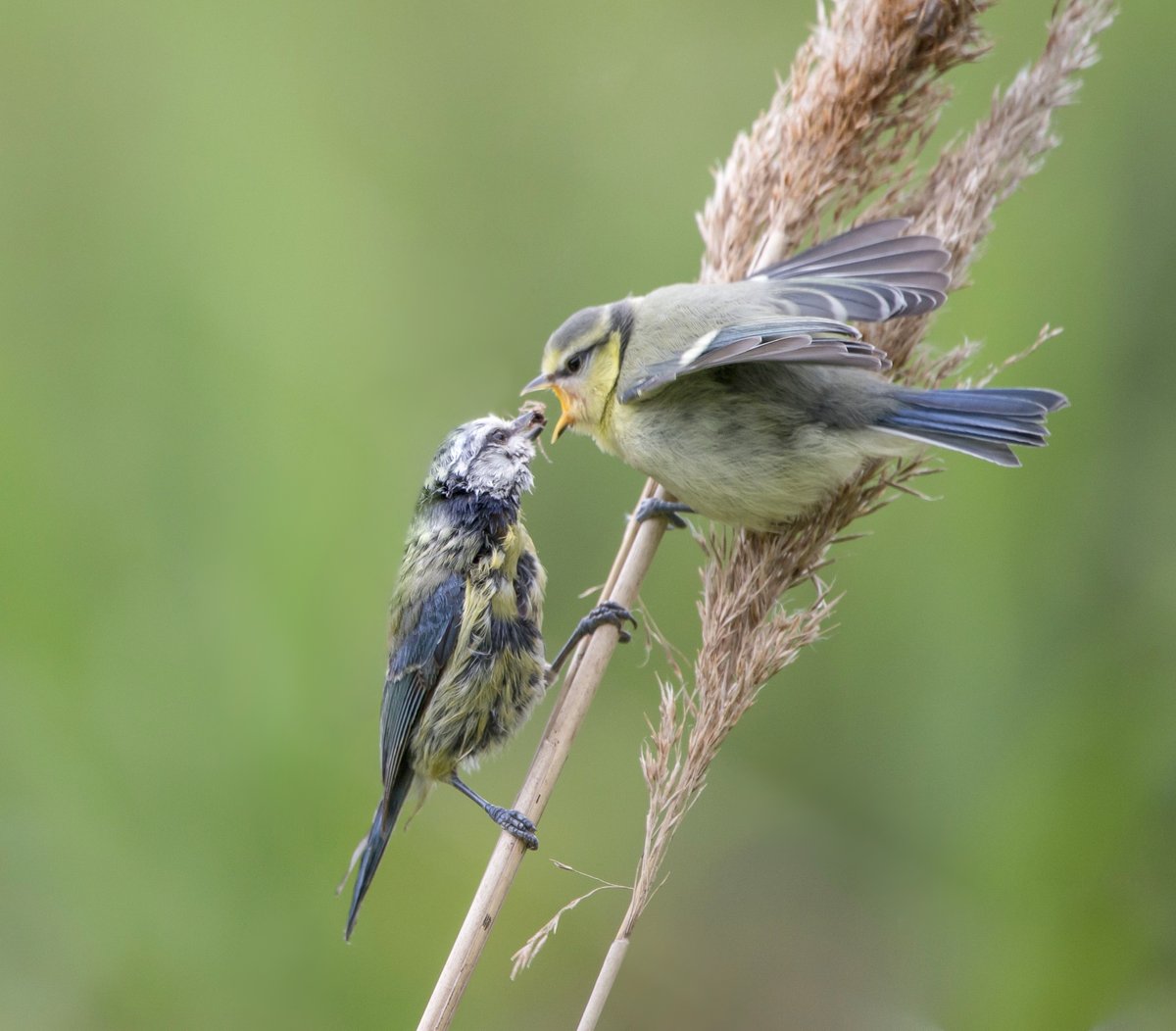 Wat zijn oudervogels toch versleten aan het eind van het broedseizoen. Na nestje 2 of 3 zit er geen veer meer op. Alles voor de kinderen. 🥰

Hoor of zie je nu geen vogels? Dat is de reden: ze krijgen nieuwe veren, rusten en hoeven niet op te vallen.

📸 Pimpelmees: Anton Kloof