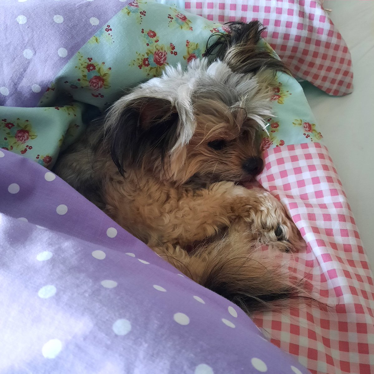 Susanna Frances tweet media