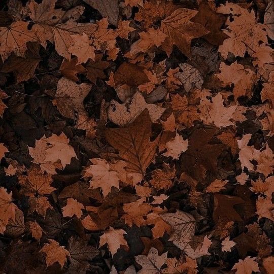 pamvonhadder's tweet photo. favorite color 🤎 https://t.co/vtvKW7dk9W
