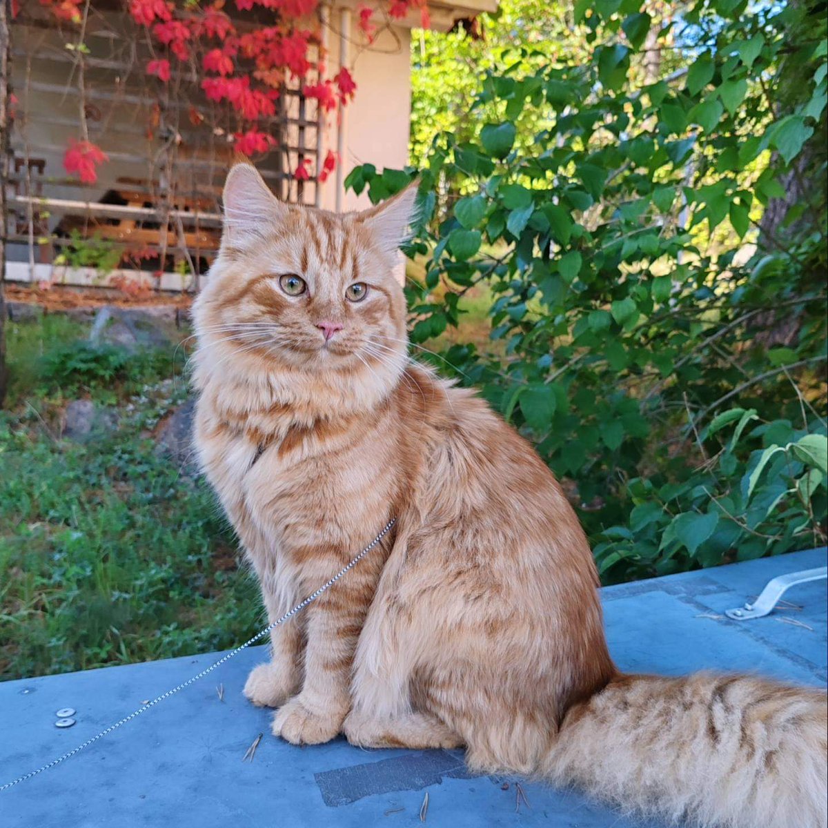 Loihtuja's tweet photo. Autumn adventures of Tuhto! 🐱🍁🍃 https://t.co/bOTxNNbAdm