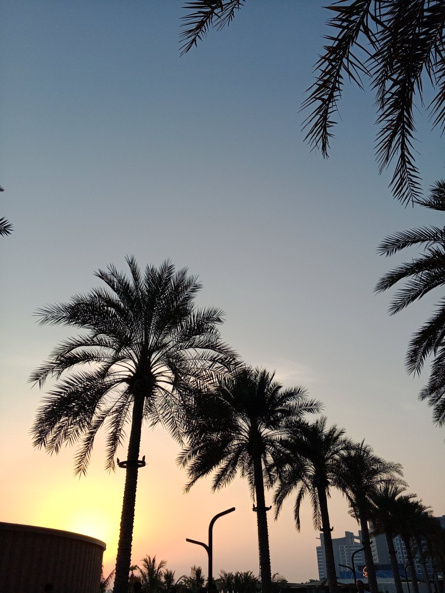 SuperJobhe's tweet photo. Palm trees along the beach. 🧡 https://t.co/WHxLKPNrYN