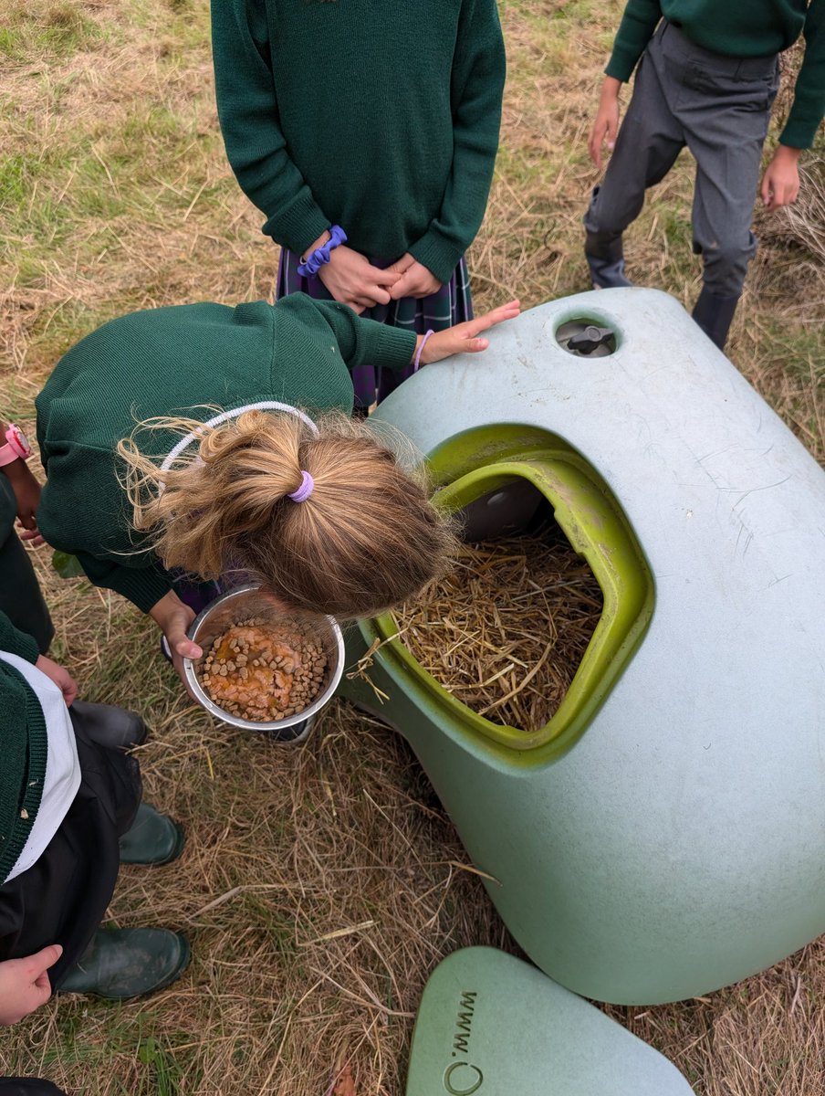 YH_SmallHolding's tweet image. The pupils are allowed to visit the hedgehogs, understanding the importance of not handling them, allowing them to become wild hedgehogs once again. #YorkHouseY2 smallholding club had a look and prepared their feed for once they wake at dusk @YorkHouseSch