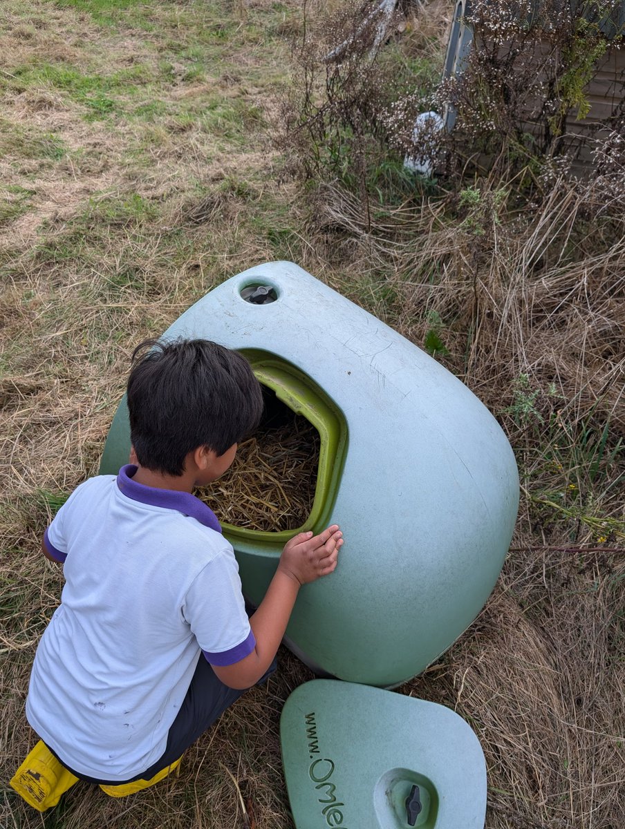 YH_SmallHolding's tweet image. The pupils are allowed to visit the hedgehogs, understanding the importance of not handling them, allowing them to become wild hedgehogs once again. #YorkHouseY2 smallholding club had a look and prepared their feed for once they wake at dusk @YorkHouseSch