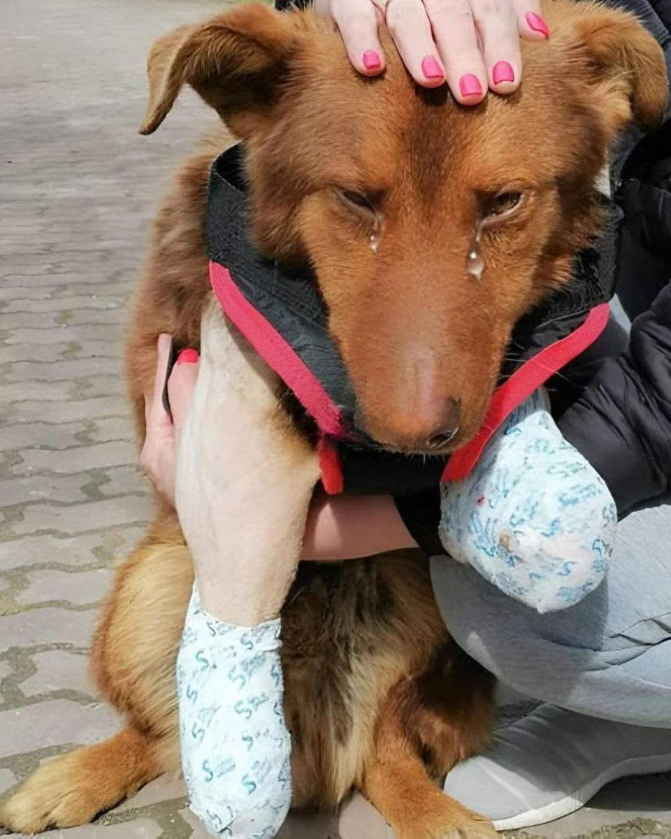 Happy Dog tweet media