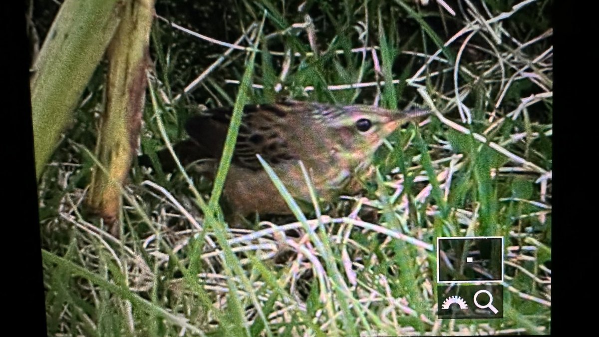Dream day!

Two burns checked: one with Lanceolated Warbler in it and another with Pallas’s Grasshopper Warbler in it. 

With <a href="/DanBeadle5/">Dan Beadle</a> and Jack Morris (JM pics).