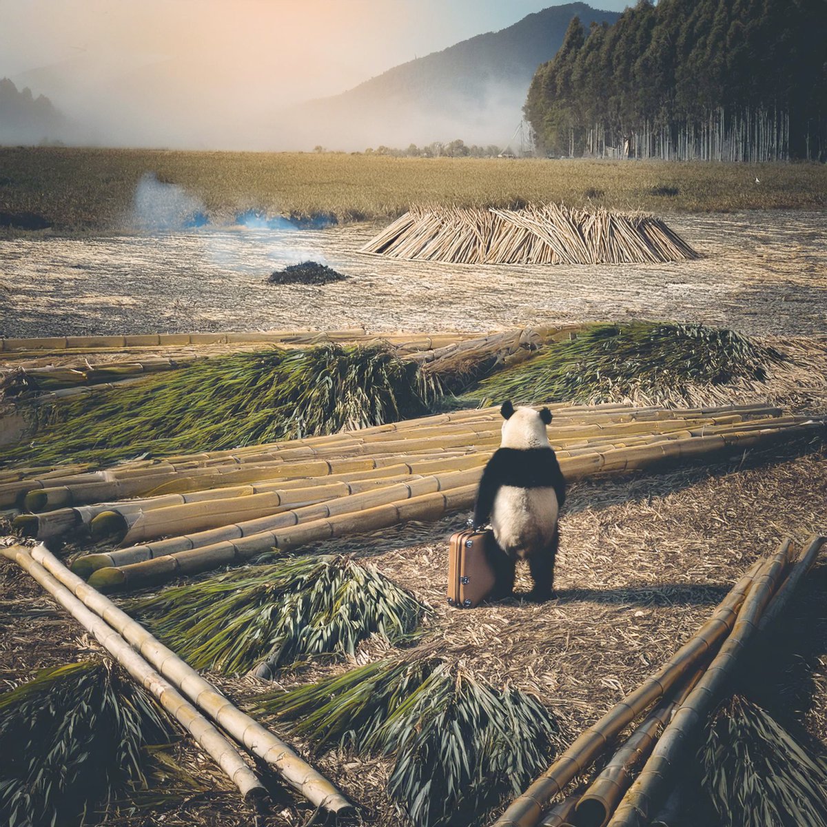 kristoflookit's tweet photo. Deforestation is pushing pandas closer to extinction 🐼🌳
Image made with #adobefirefly
and #photoshop #DigitalArt #AIArt #CreativeAI #generativeart #AdobeCreator #AIgenerated #panda https://t.co/Akn60hZxJY